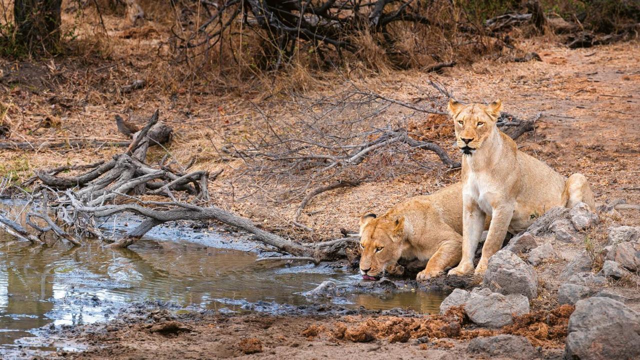 Geiger'S Camp In Timbavati Game Reserve By Newmark Экстерьер фото