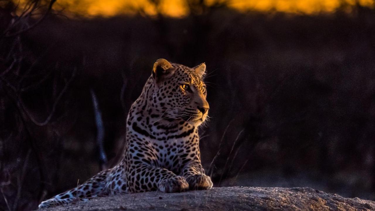 Geiger'S Camp In Timbavati Game Reserve By Newmark Экстерьер фото