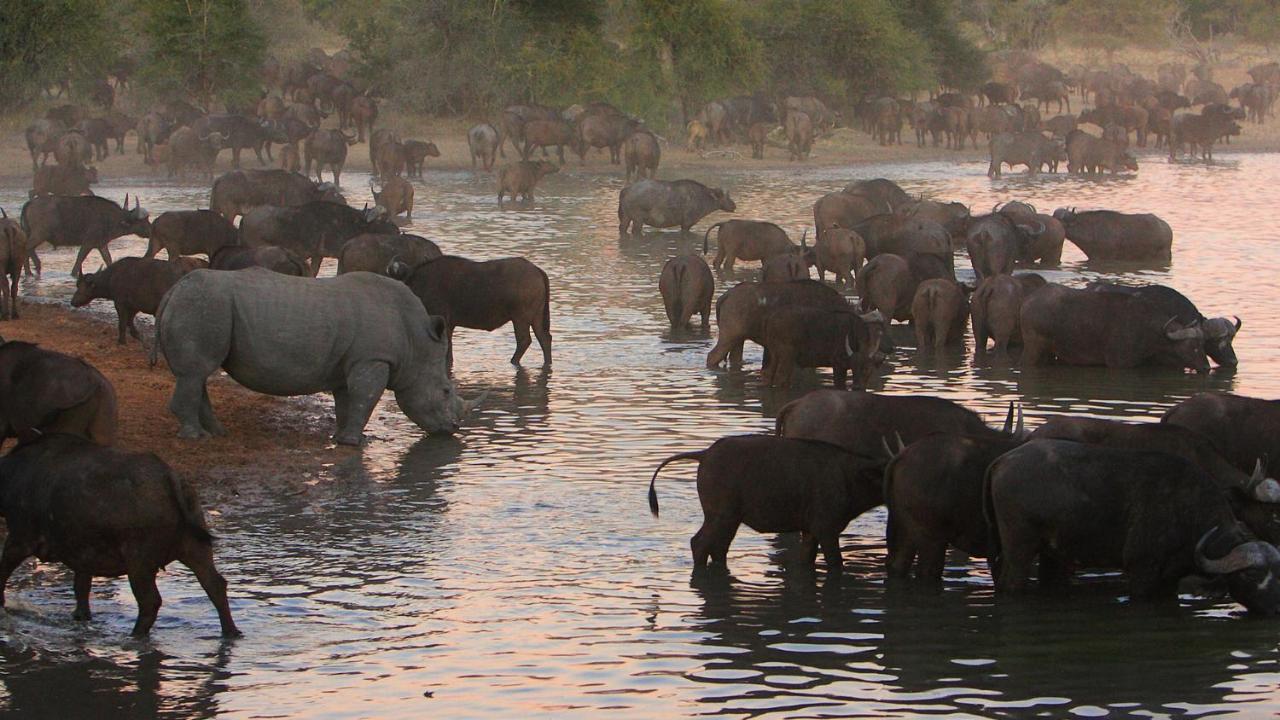 Geiger'S Camp In Timbavati Game Reserve By Newmark Экстерьер фото